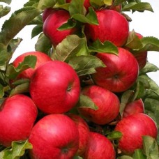 Саджанці колоновидної яблуні Джина (привитий) - 1-річний