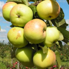 Саджанці колоновидної яблуні Малюха (привитий) - 1-річний