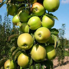 Саджанці колоновидної яблуні Президент (привитий) - 1-річний