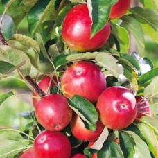 Саджанці колоновидної яблуні Трайдент (привитий) - 1-річний