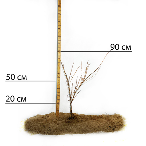 Саджанці агрусу Донецький Великоплідний (черенкований) - 1-річний