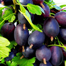 Саджанці агрусу Чорноморець (черенкований) - 1-річний