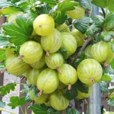 Саджанці агрусу Інвікта (черенкований) - 1-річний