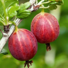 Саджанці агрусу Каменяр (черенкований) - 1-річний