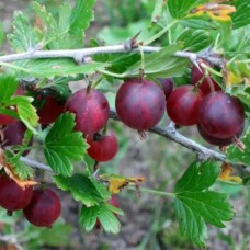 Саджанці агрусу Командор (черенкований) - 1-річний