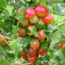 Саджанці агрусу Ксенія (черенкований) - 1-річний