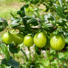 Саджанці агрусу Малахіт (черенкований) - 1-річний