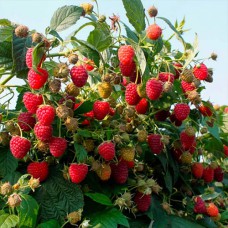 Саджанці малинового дерева Атлант (черенкований) - 1-річний