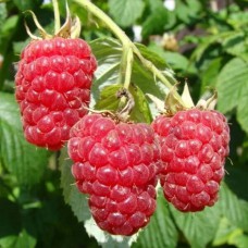 Саджанці малинового дерева Казка (черенкований) - 1-річний