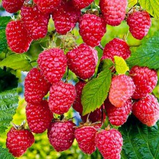 Саджанці малинового дерева Скарб (черенкований) - 1-річний