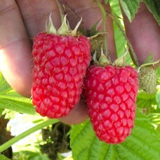 Саджанці малинового дерева Таруса (черенкований) - 1-річний