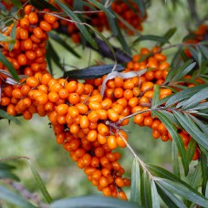 Саджанці обліпихи Адам+Августина (пара) (черенкований) - 2-річний