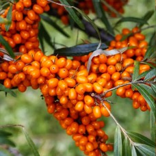 Саджанці обліпихи Дора + Запилювач (черенкований) - 2-річний