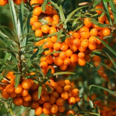 Саджанці обліпихи Медова + Запилювач (черенкований) - 2-річний