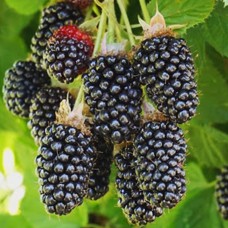 Саджанці ожини Адріана (черенкований) - 1-річний