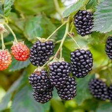 Саджанці ожини Блек Сатін (черенкований) - 1-річний