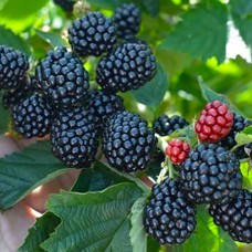 Саджанці ожини Кіова (черенкований) - 1-річний