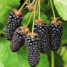 Саджанці ожини Коламбія Санрайз (черенкований) - 1-річний