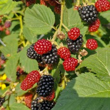 Саджанці ожини Тріпл Краун (черенкований) - 1-річний