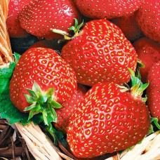 Саджанці полуниці Альба (10 штук) - 1-річний Саджанці полуниці Альба (10 штук) - 1-річний