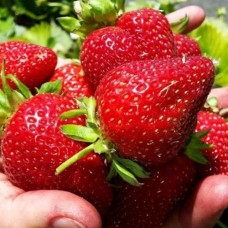 Саджанці полуниці Бурбонська Чудова (ремонтантна) - 1-річний Саджанці полуниці Бурбонська Чудова (ремонтантна) - 1-річний