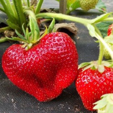 Саджанці полуниці Чамора Турусі (10 штук) - 1-річний