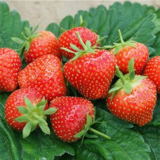 Саджанці полуниці Ельдорадо (10 штук) - 1-річний