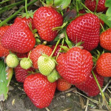 Саджанці полуниці Ельсанта (10 штук) - 1-річний