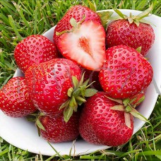 Саджанці полуниці Флоренс (10 штук) - 1-річний