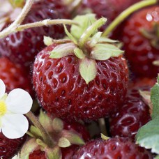 Саджанці полуниці Фрамберрі (ремонтантна) - 1-річний