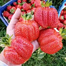 Саджанці полуниці Генрі Гамбургер (10 штук) - 1-річний Саджанці полуниці Генрі Гамбургер (10 штук) - 1-річний