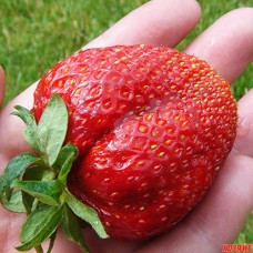 Саджанці полуниці Гігант Джорнея (10 штук) - 1-річний Саджанці полуниці Гігант Джорнея (10 штук) - 1-річний