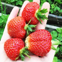 Саджанці полуниці Ірма (10 штук) (ремонтантна) - 1-річний