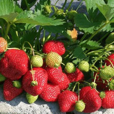 Саджанці полуниці Кімберлі (10 штук) - 1-річний