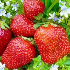 Саджанці полуниці Кісс Нелліс (10 штук) - 1-річний