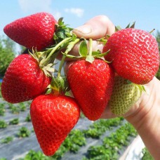 Саджанці полуниці Крістал Голд (10 штук) - 1-річний