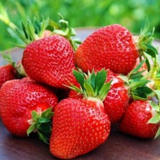 Саджанці полуниці Ксанте (ремонтантна) - 1-річний