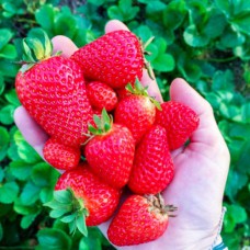 Саджанці полуниці Лючія (10 штук) - 1-річний