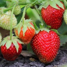 Саджанці полуниці Лорд (10 штук) - 1-річний