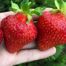 Саджанці полуниці Мадам Муто (10 штук) - 1-річний