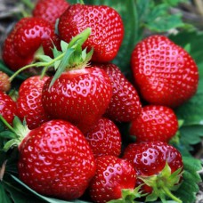 Саджанці полуниці Маршал (10 штук) - 1-річний