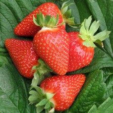 Саджанці полуниці Мурано (10 штук) (ремонтантна) - 1-річний