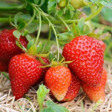 Саджанці полуниці Олімпія (10 штук) - 1-річний