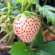 Саженцы клубники Пайнберри (ремонтантная) - 1-летний