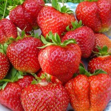 Саджанці полуниці Пенсіонер Челсі (10 штук) - 1-річний