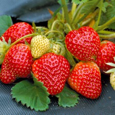 Саджанці полуниці Проф'южен (ремонтантна) - 1-річний