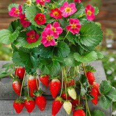 Саженцы клубники Розовый Фламинго (ремонтантная) - 1-летний