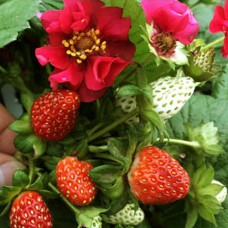 Саженцы клубники Саммер Бриз (ремонтантная) - 1-летний