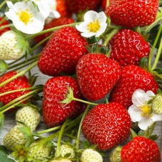 Саджанці полуниці Сенсація (10 штук) - 1-річний