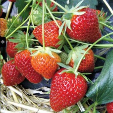 Саджанці полуниці Шарлотта (ремонтантна) - 1-річний